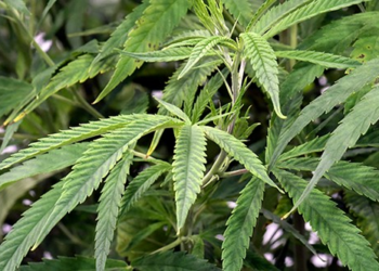 Young Americans Are Not Alright As Marijuana Becomes the Most Commonly Used Drug – RedState