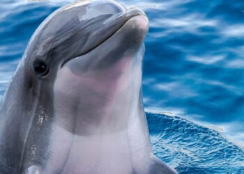 Video Shows Migrants Mercilessly Attacking Protected Sea Mammal – RedState
