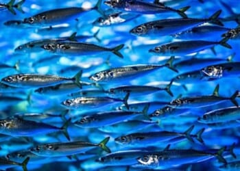 The mystery behind 153 fish mentioned in the Bible * WorldNetDaily * by WND Staff