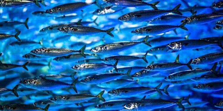 The mystery behind 153 fish mentioned in the Bible * WorldNetDaily * by WND Staff