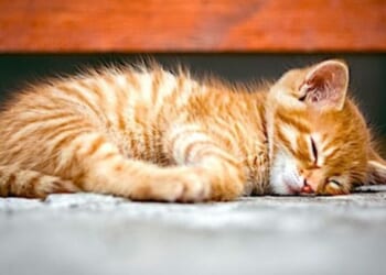 Feline-ophobes! Transgender ideology opens door to an office colleague dressed … like a cat! * WorldNetDaily * by Bob Unruh