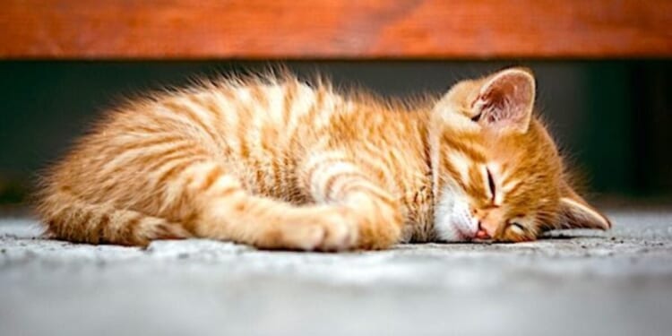 Feline-ophobes! Transgender ideology opens door to an office colleague dressed … like a cat! * WorldNetDaily * by Bob Unruh