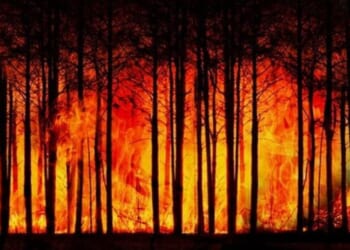 What comes next for America’s burning forests * WorldNetDaily * by Paris Apodaca, Daily Caller News Foundation