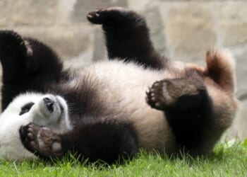 Panda Diplomacy Reigns As Trump and Xi Huddle for High-Stakes Summit – RedState