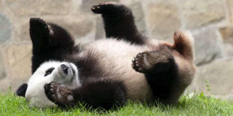 Panda Diplomacy Reigns As Trump and Xi Huddle for High-Stakes Summit – RedState