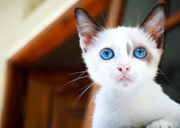 Kitten adoption agency won’t place homeless cats with conservatives * WorldNetDaily * by WND Staff