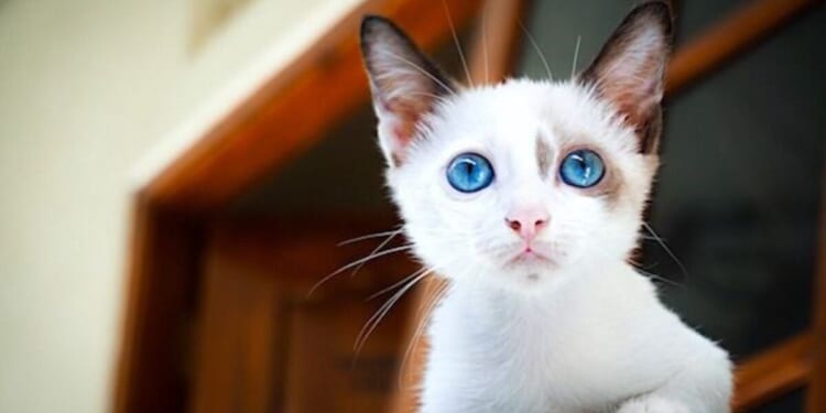 Kitten adoption agency won’t place homeless cats with conservatives * WorldNetDaily * by WND Staff