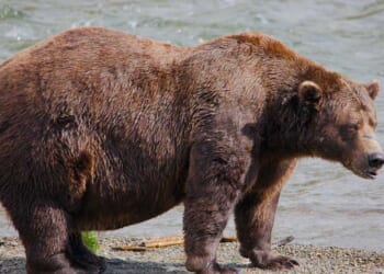 Alaska Fat Bear Week Memes Are Going Viral, They're So Hilarious – RedState