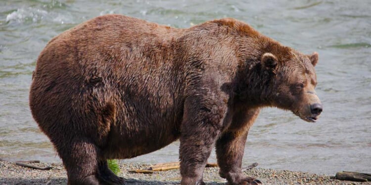 Alaska Fat Bear Week Memes Are Going Viral, They're So Hilarious – RedState