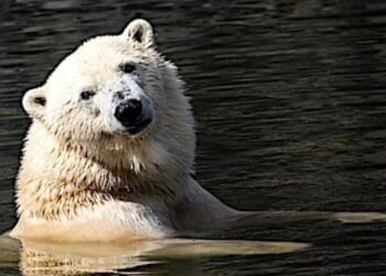 Al Gore’s inconvenient lies * WorldNetDaily * by Stephen Moore