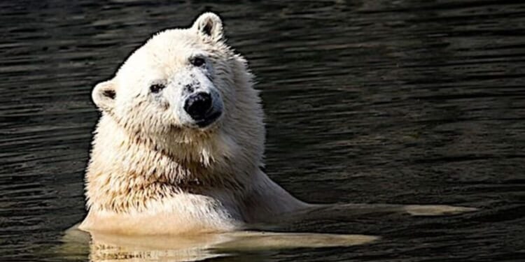 Al Gore’s inconvenient lies * WorldNetDaily * by Stephen Moore