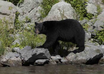 Japanese Couple Stopped for a Hokkaido Bear. It Filed a Complaint. – RedState