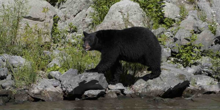 Japanese Couple Stopped for a Hokkaido Bear. It Filed a Complaint. – RedState