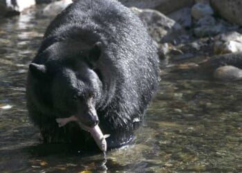 Young Bear Injures Two Outside Home Near Salmon, Idaho – RedState