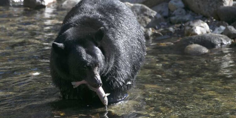 Young Bear Injures Two Outside Home Near Salmon, Idaho – RedState