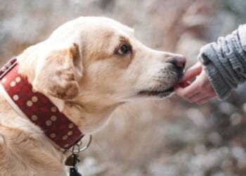 Dog flags down cop, leads him to injured owner * WorldNetDaily * by Jim Hoft, The Gateway Pundit