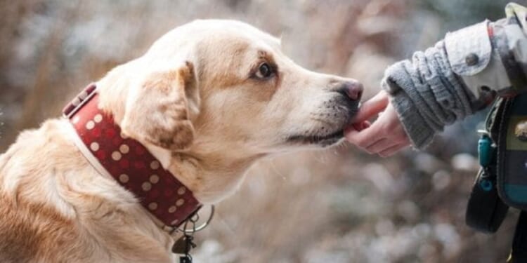 Dog flags down cop, leads him to injured owner * WorldNetDaily * by Jim Hoft, The Gateway Pundit