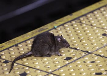 Exterminator Names Top Ten American Cities for Rats — There's One Big Thing They Have in Common – RedState