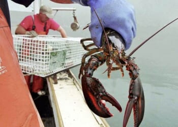 Trump Helps American Seafood and Meat Industry, Provides Important Info for Americans – RedState